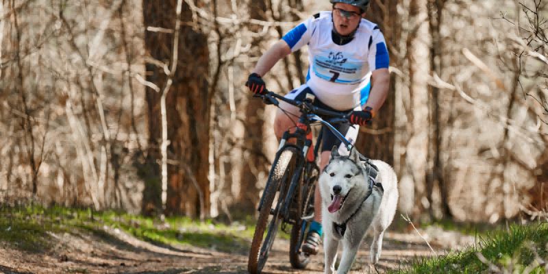 Essential Equipment for Successful Bikejoring