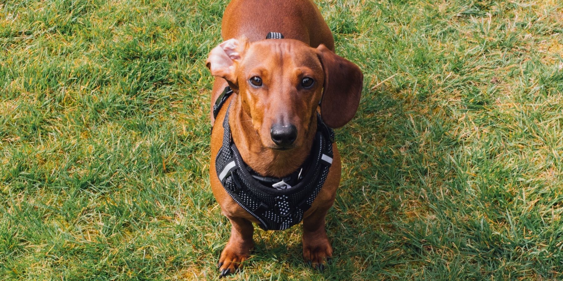 The Long-Term Effects of Harnessing Your Dog All Day